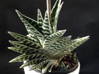 Thumbnail of 1883_Aloe variegata_20150309_01(1).JPG